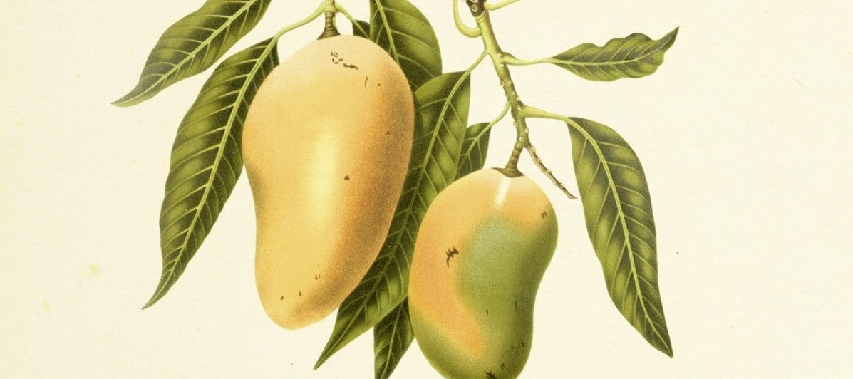 Allgemeine Informationen über die getrocknete Mango