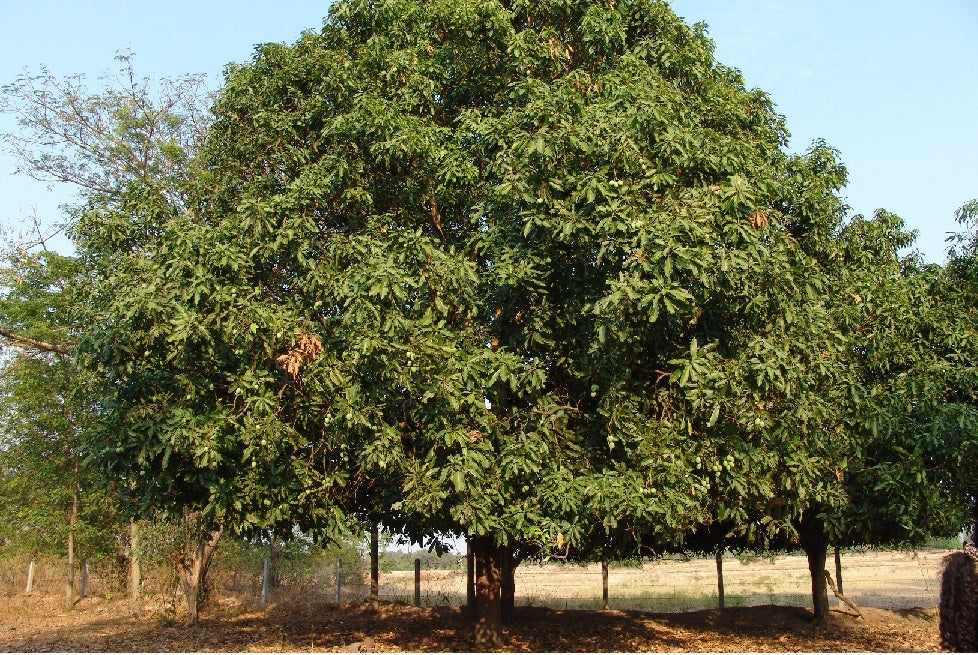 Mangobaum