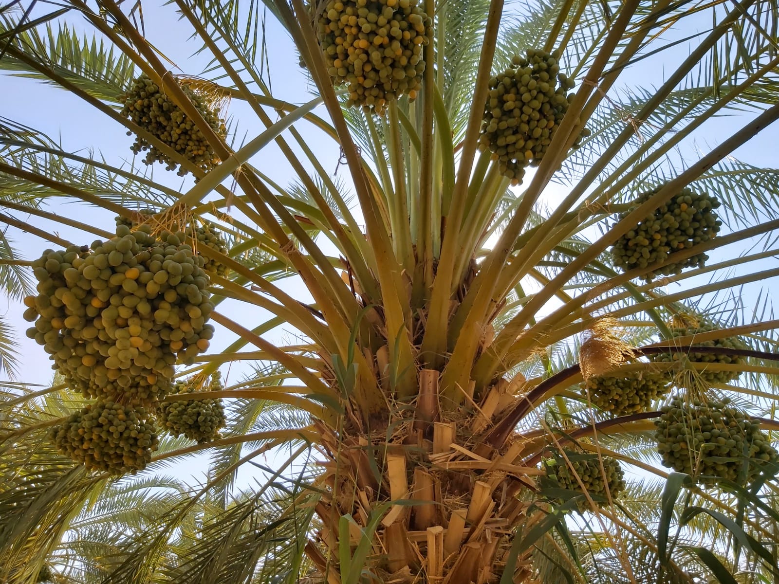 1kg Bio Dattel Barhi 'Honigball' mit Stein